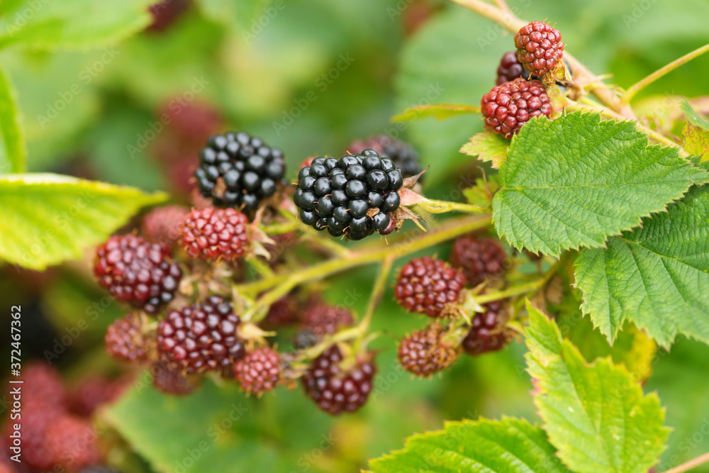 Natural food - fresh blackberries in a garden. Bunch of ripe and unripe blackberry fruit - Rubus fruticosus - on branch with green leaves on a farm. Close-up, blurred background Natural food - fresh blackberries in a garden. Bunch of ripe and unripe blackberry fruit - Rubus fruticosus - on branch with green leaves on a farm. Close-up, blurred background