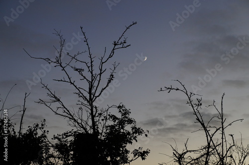 Moon waxing crescent and trees silhouette