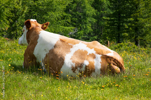 Kühe weiden auf der Alm. Nockalmstraße, Ausflugsziel im Herzen der Nockberge in Kärnten.