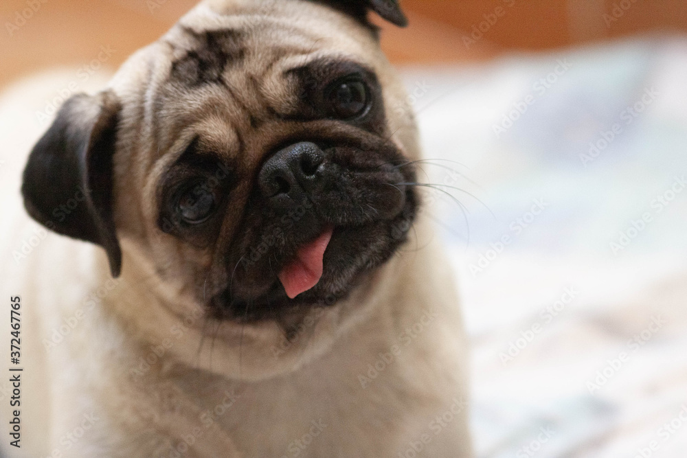 Pug fêmea em seu auto retrato Pug fêmea em seu auto retrato