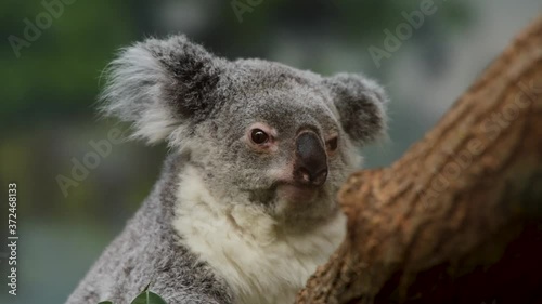koala