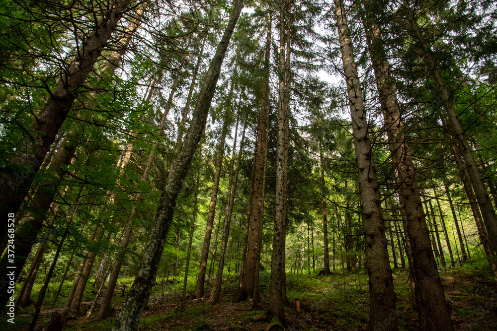 Naklejka premium forest in the morning