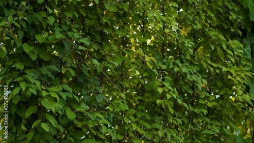 Wall of lemongrass branches. 4k