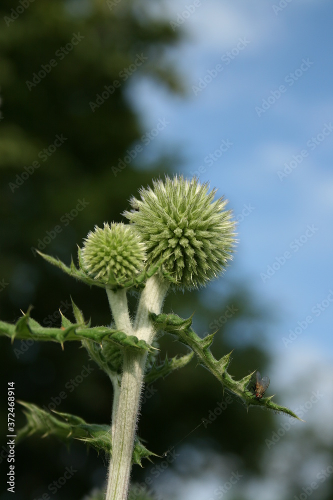glandular globe-thistle and blue sky glandular globe-thistle and blue sky