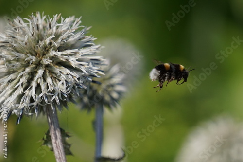 glandular globe-thistle and bumblebee © Krzysztof