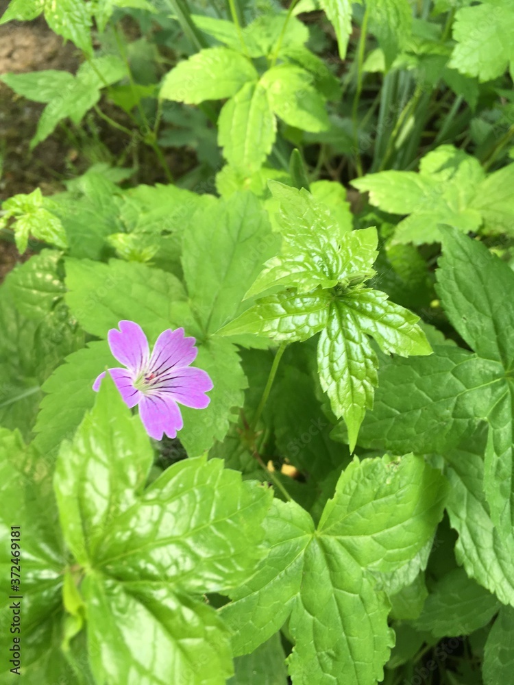 lila Blüte versteckt sich lila Blüte versteckt sich