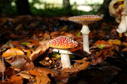 Amanita muscaria, commonly known as the fly agaric or fly amanita toadstools growing in beech woodland, Surrey, UK
