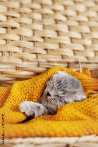 Fototapeta Naklejka Na Ścianę i Meble -  A cute gray kitten sleeps in a basket with a bright yellow blanket. Pet, care, friendship