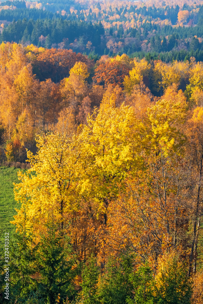 Colorful autumn forest landscape view