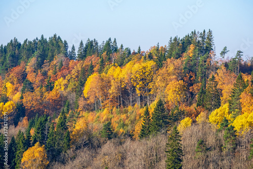 Deciduous trees with colorful autumn colors on the mountainside