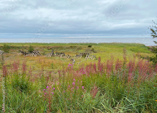 Kola Peninsula, Murmansk Region, Terskiy Coast. Coast of the White Sea. View from the road to the sea and broken old snow fences. Blossoming thickets of fireweed are in the foreground. End of summer photo