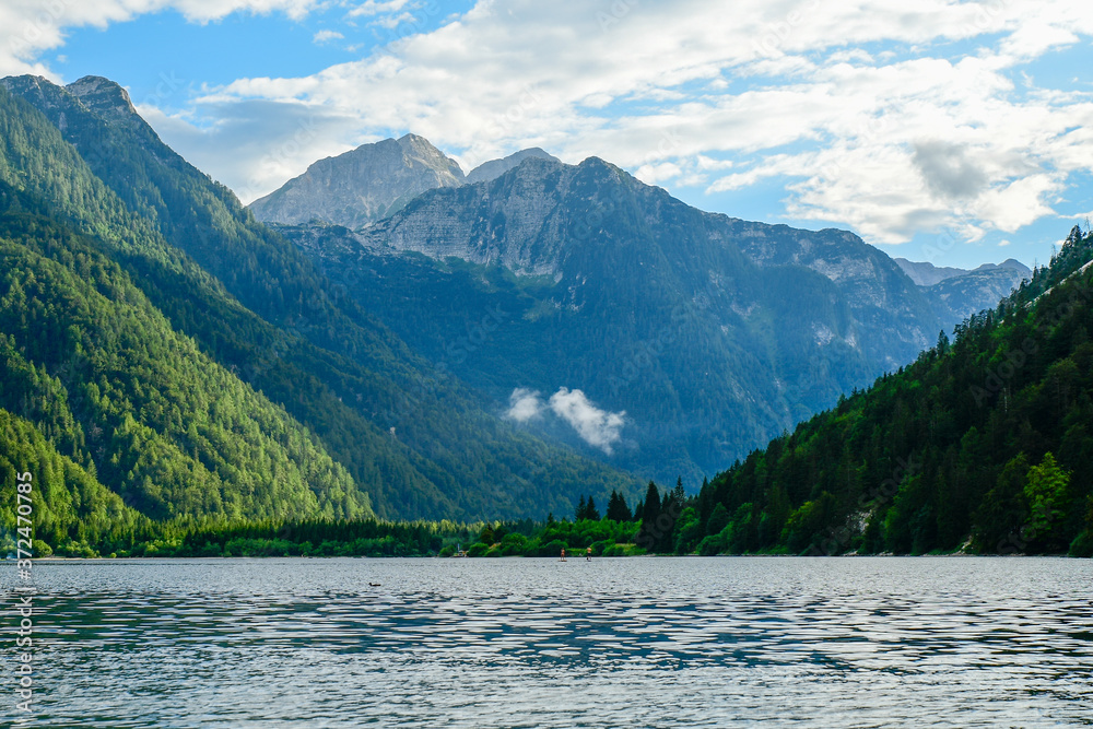 pine trees in the forest by the lake