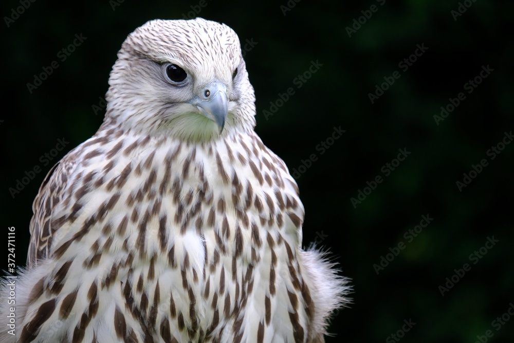 Obraz premium Falco Rusticolus - Gerfalke