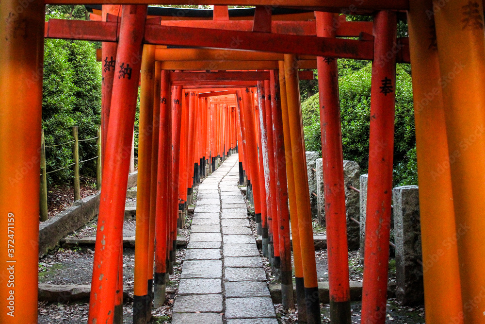 Torii Gate Tunnel at a shrine in Tokyo, Japan