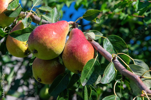 Group of red-yellow ripe pears on branch of pear tree growing in the garden