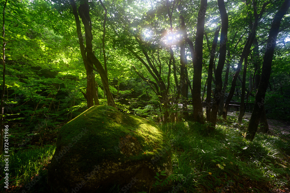 Naklejka premium 山道