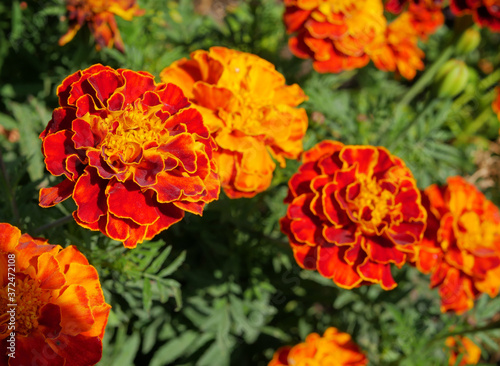 Beautiful orange and red flowers of marigolds in the countryside close-up (Marigolds erectus, African marigolds, Aztec marigolds, African marigolds)