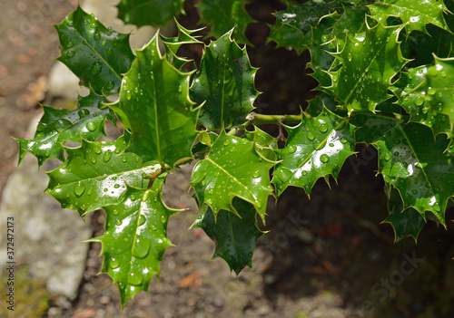 Ilex aquifolium (holly, common holly, English holly, European holly, or occasionally Christmas holly) photo