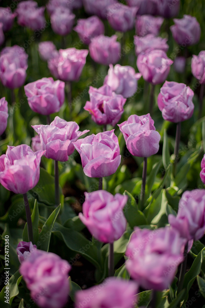 Beautiful Lilac Tulips in a flowerbed. Bright tulip flower field. Summer field of flower. Gardening and floristics. Selective focus.