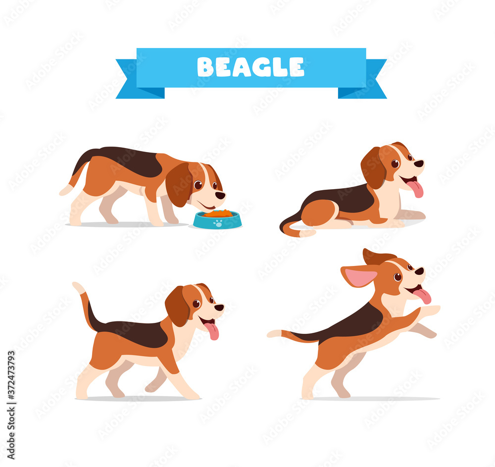 cute beagle dog animal pet with many pose bundle set
