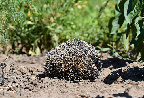 The wild hedgehog is curled up into a ball.