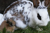 little cute miniature rabbit