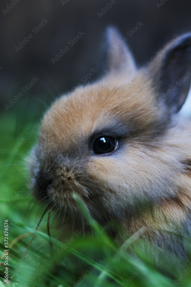 little cute furry rabbit little cute furry rabbit