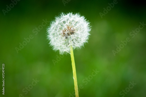 Dandelion spores on an out-focused green meadow