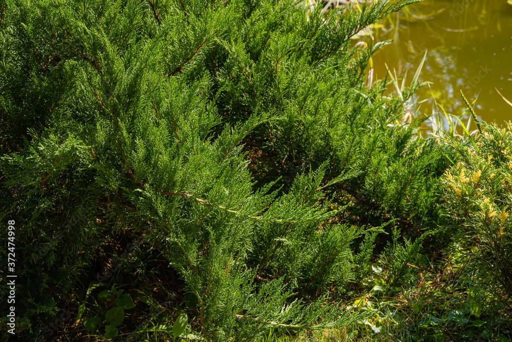Cossack juniper Juniperus sabina Tamariscifolia on blurred background of water surface of pond. Selective focus. Evergreen landscaped garden. Green leaves of juniper fit perfectly into garden design. Cossack juniper Juniperus sabina Tamariscifolia on blurred background of water surface of pond. Selective focus. Evergreen landscaped garden. Green leaves of juniper fit perfectly into garden design.