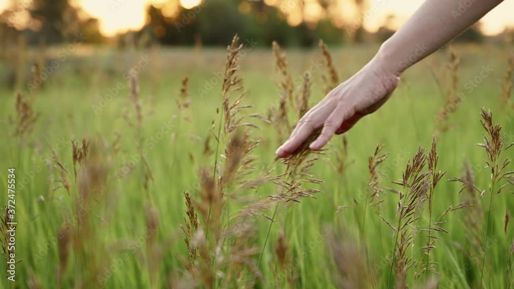 Woman's hand touching spikelets close-up Woman's hand touching spikelets close-up
