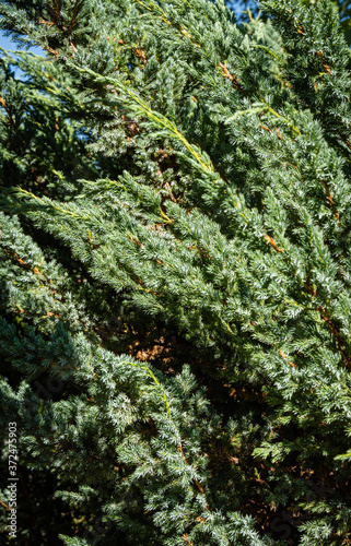 Huge bush of juniper squamata Meyeri. Original texture of leaves on juniper branches. Blue with green background of small needles. Close-up. North Caucasus nature concept for design.