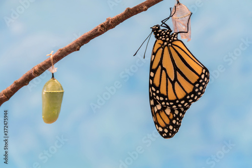 Monarch Butterfly, Danaus plexippuson, emerges from Chrysalis dries wings blue background  photo