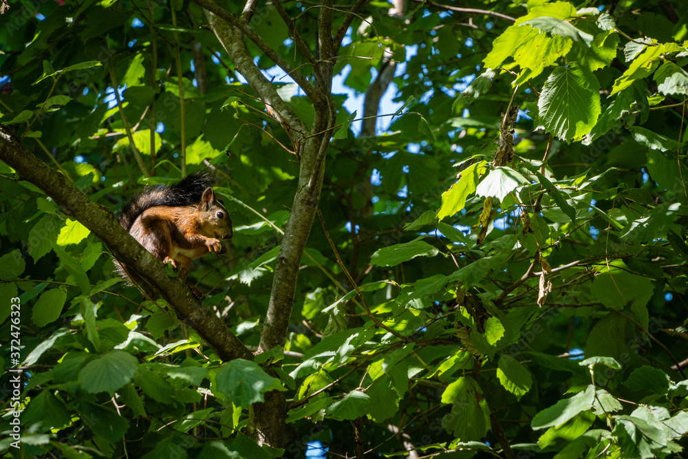 Red squirrel with beautiful dark tail sits on branch of hazelnut. Squirrel gnaws nuts. Blurred background of greenery garden. Selective focus. Evergreen landscaped garden.Wildlife in countryside. Red squirrel with beautiful dark tail sits on branch of hazelnut. Squirrel gnaws nuts. Blurred background of greenery garden. Selective focus. Evergreen landscaped garden.Wildlife in countryside.