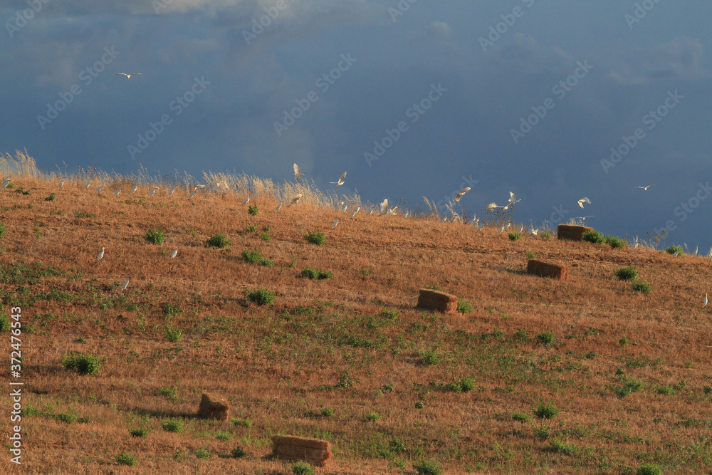 Obraz premium Flight of white herons over the Maremma at sunset, Tuscany, Italy.