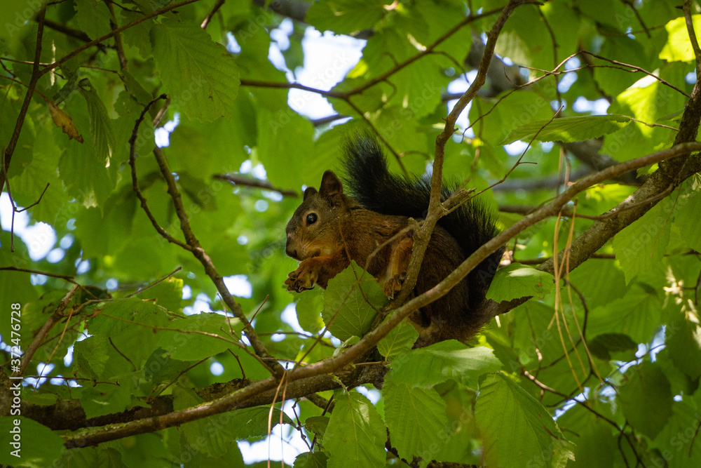 Fototapeta premium Red squirrel with beautiful dark tail sits on branch of hazelnut. Squirrel gnaws nuts. Blurred background of greenery garden. Selective focus. Evergreen landscaped garden.Wildlife in countryside.