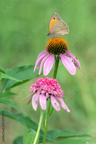 The butterfly Hyponephele lycaon on the flower on echinacea flower on a summer day in the garden