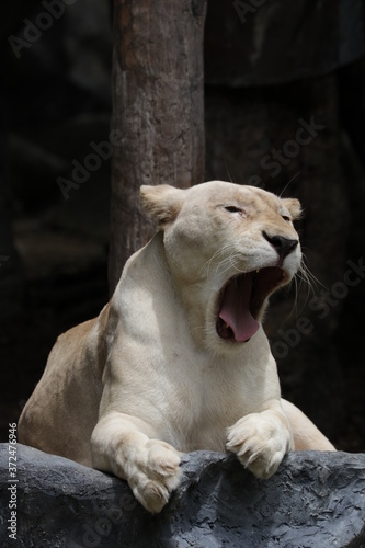 Beautiful Lioness is Yawning
