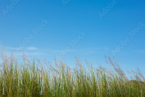 Grasses was blowing by the wind with blue sky. Beautiful blue sky with grasses