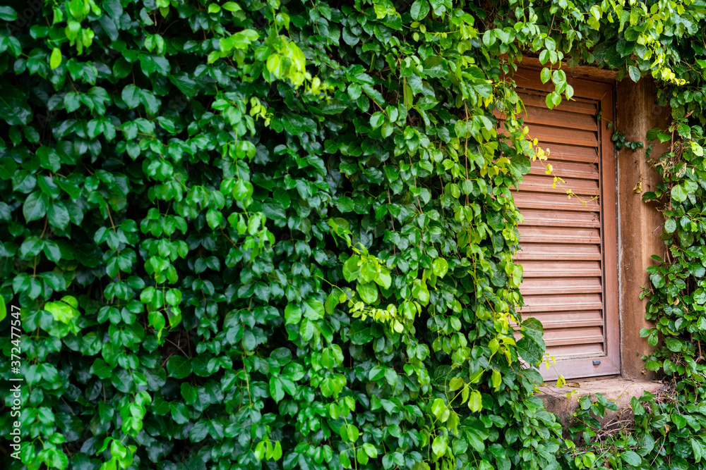 A classic wooden window and greenery tree leafs on the building wall. Exterior gardening decoration object photo. A classic wooden window and greenery tree leafs on the building wall. Exterior gardening decoration object photo.