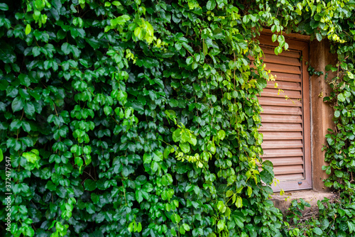 A classic wooden window and greenery tree leafs on the building wall. Exterior gardening decoration object photo.  © Nattawit