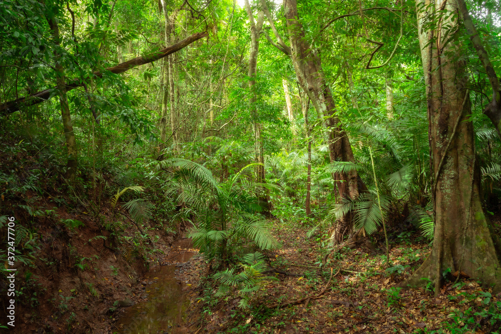 Deep rainforest/jungle natural environment background. Deep rainforest/jungle natural environment background.