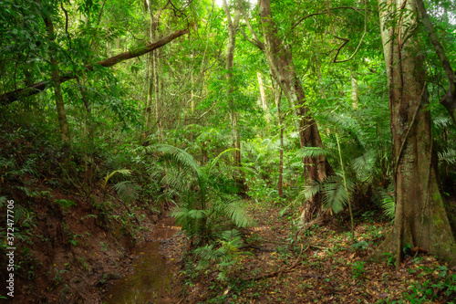 Deep rainforest jungle natural environment background.