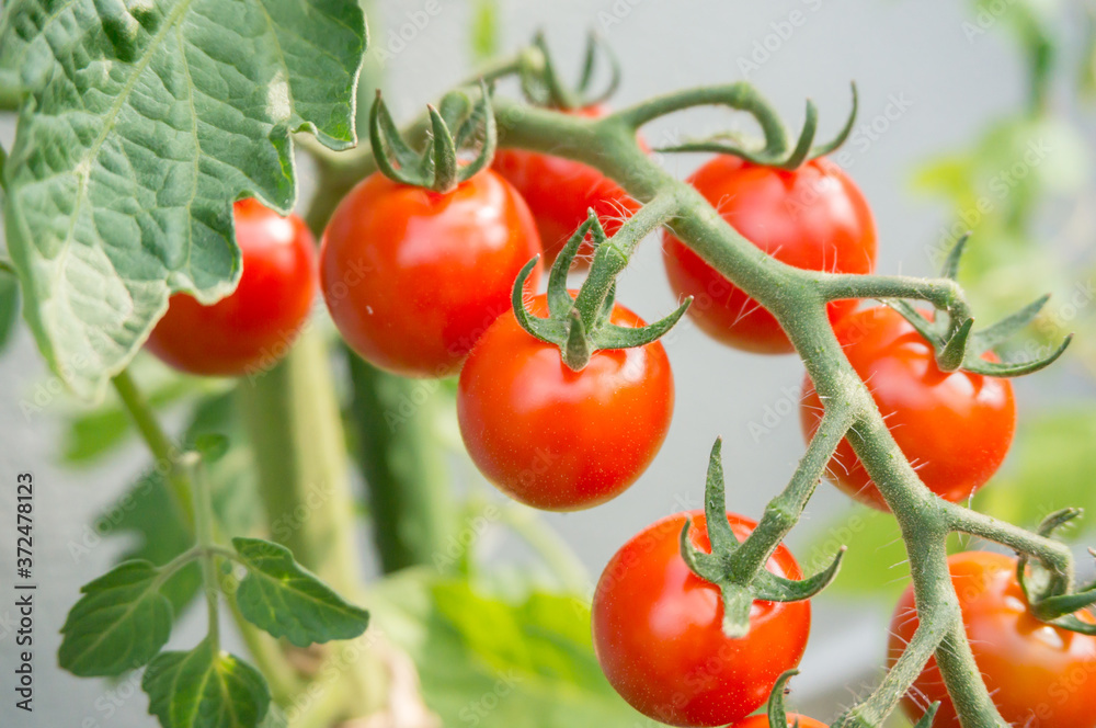 家庭菜園で栽培した房状に連なるミニトマト