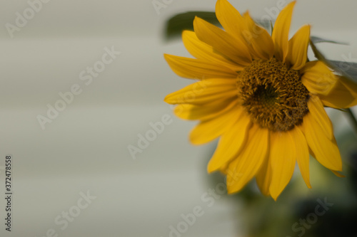 sunflower in a garden