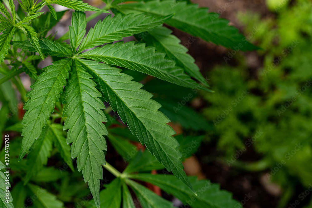 Marijuana leaves, cannabis with beautiful background, outdoor natural cultivation, young plants growing Marijuana leaves, cannabis with beautiful background, outdoor natural cultivation, young plants growing