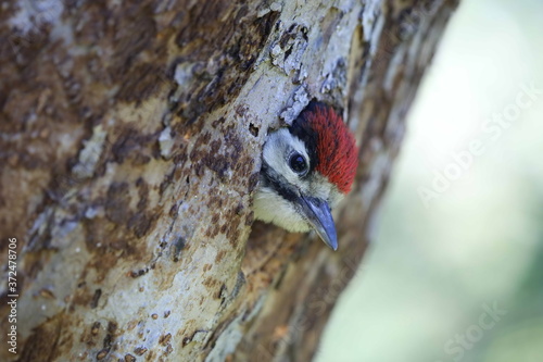 Young woodpecker looking out of his hole