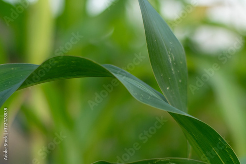 Beautiful nature view of green leaf on blurred greenery background in garden with copy space for text