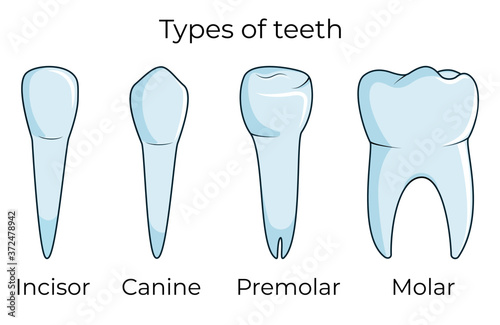 Four types of human teeth isolated on white background vector illustration