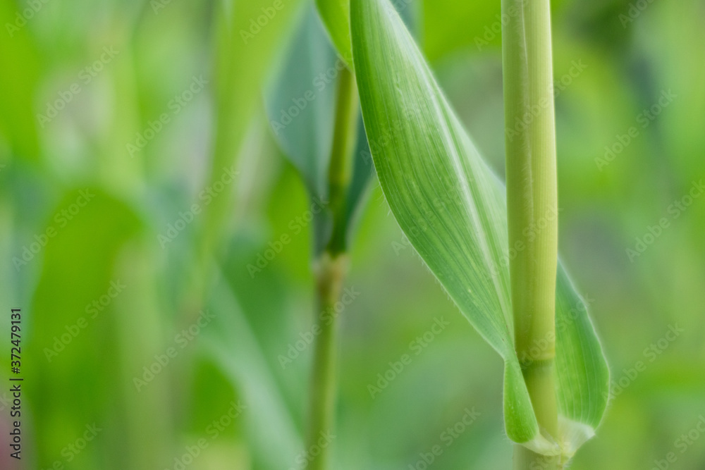Beautiful nature view of green leaf on blurred greenery background in garden with copy space for text Beautiful nature view of green leaf on blurred greenery background in garden with copy space for text