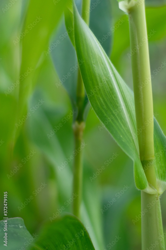 Beautiful nature view of green leaf on blurred greenery background in garden with copy space for text Beautiful nature view of green leaf on blurred greenery background in garden with copy space for text